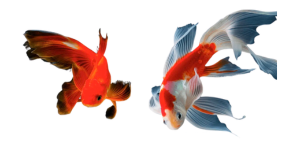 Goldfish vs Koi
