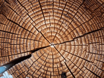 Tree rings (low res)